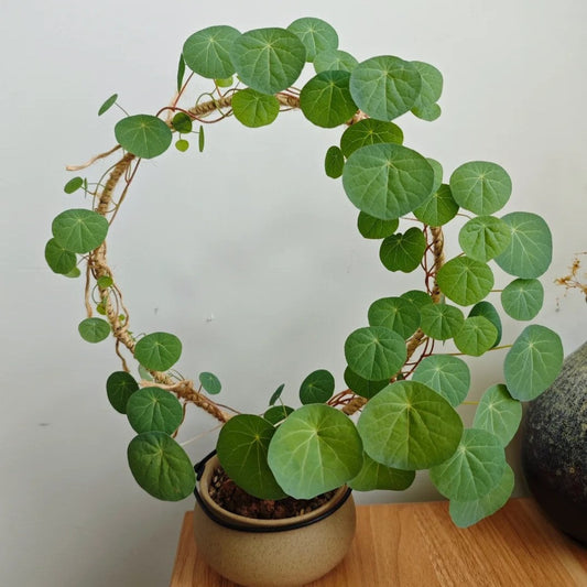 Stephania Erecta: Najsilniejsza roślina doniczkowa dla leniwych