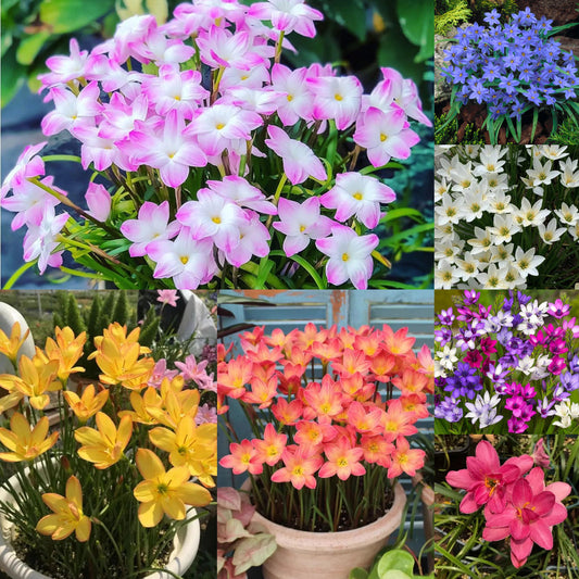 Esőorchidea hagymák – virágzás egy újabb eső után