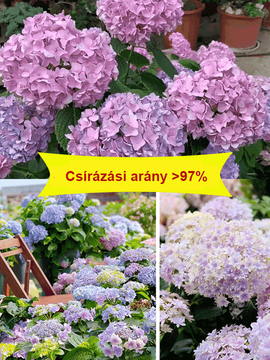 Hortenzia magok négy évszakban virágoznak.