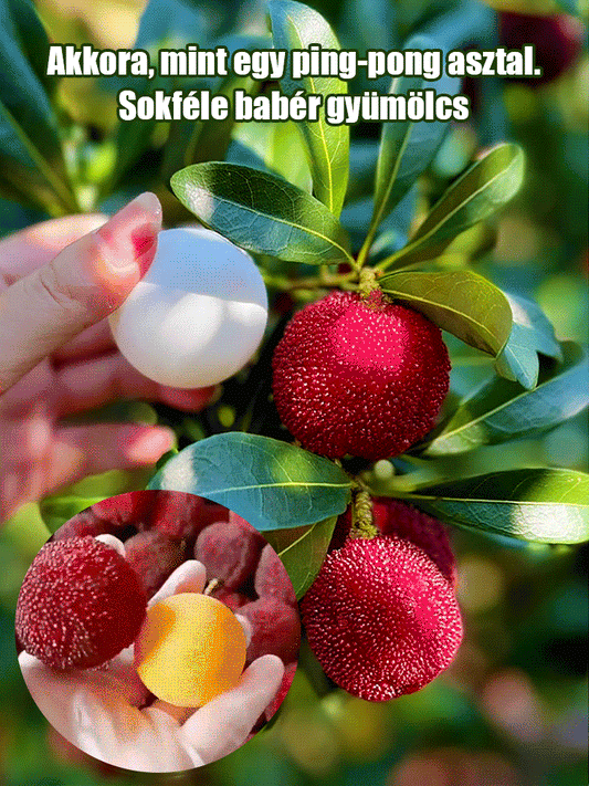 Keleti eperfa magvak ültetése házi kertben