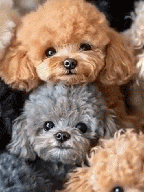 🔥Kiváló ajánlat🔥Reális plüss robot kiskutyám🐶