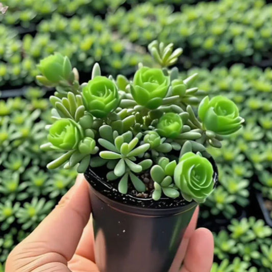 Dupla Rózsa Orchidea Hagymák – Tűrőképes és Illatos