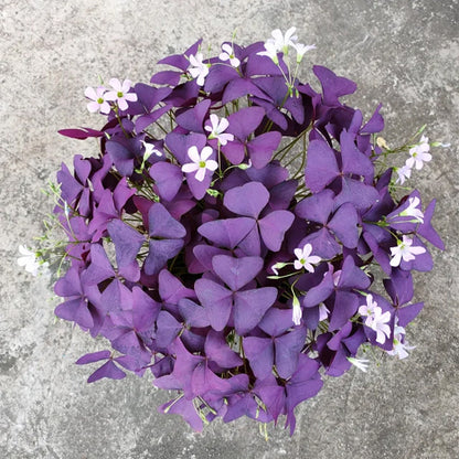 💜Lila szerencse sóska hagymák