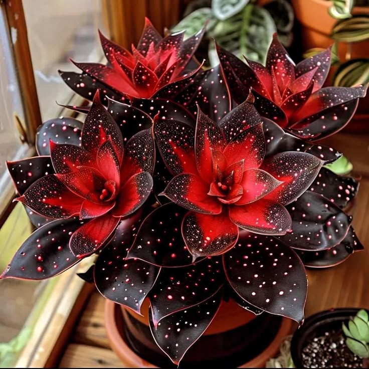 🌟Éjkék hosta – csodálatos kiegészítője otthonodnak! 🌟