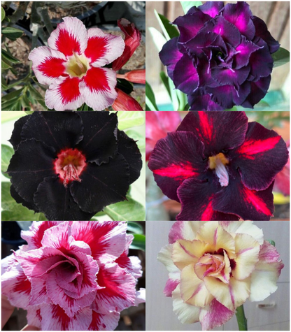 🔥Neveld a Sivatagi Királynőt – most akciós áron!🎁 😍Imád virágozni, hosszú virágzási időszak 🌵 Sivatagi rózsa