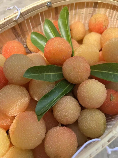 Óriás babérbogyó：Pingponglabda méretű, ⭐Eper és cseresznye ízkombinációja