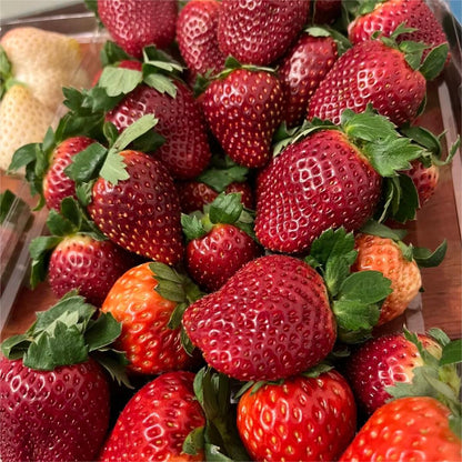 Fekete gyöngy epermagok