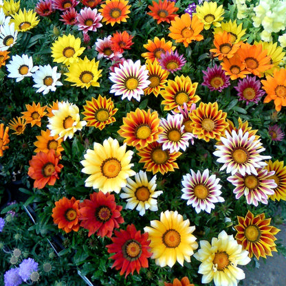 Gazania Mixed Seeds – Kincses Virágkeverék