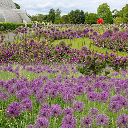 Allium Giganteum díszhagymavirág