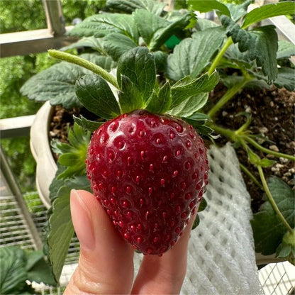 Fekete gyöngy epermagok