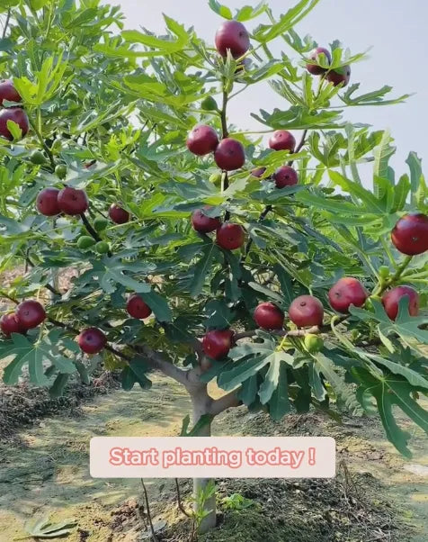 🍑Szuperóriás fügemagok – Őszibarackos édesség minden falatban! 🌟