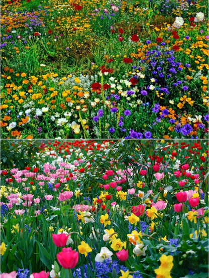 🔥Az akció utolsó napja💐Vegyes évelő virágmagok - több mint 60 vegyes fajta