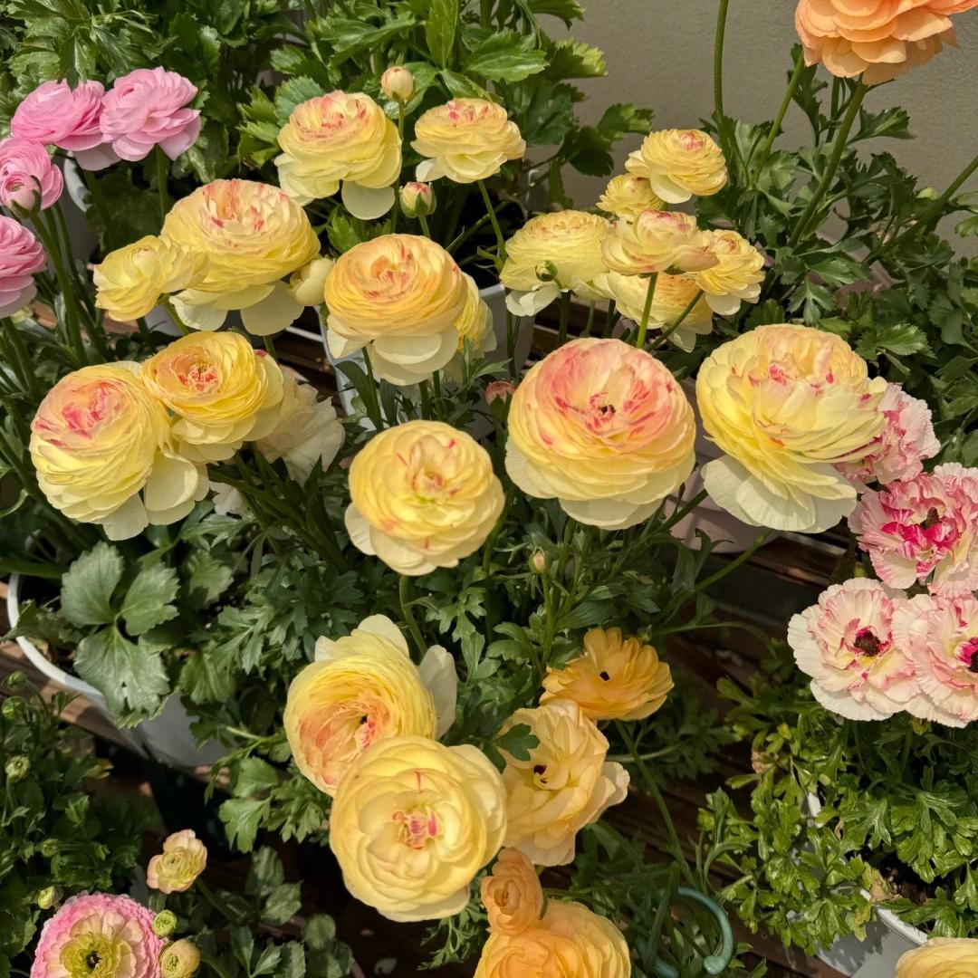 Boglárka hagymás virágai – finom, elegáns, felejthetetlen 🌸