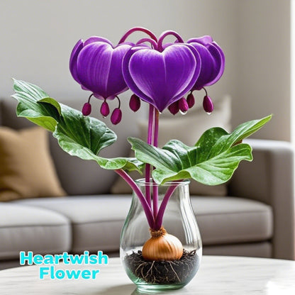 💕 Váltsd valóra a kívánságaidat: Kívánsághagymák – Egy virágzó csoda minden otthonba🌷