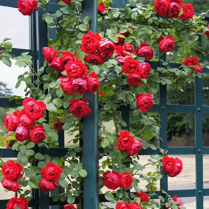 Futórózsa magok🌹