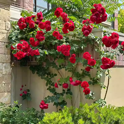 Futórózsa magok🌹