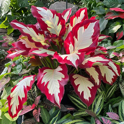 Ritka, óriási, magas hosta hagymák – toronymagas elegancia és árnyéktűrő szépség
