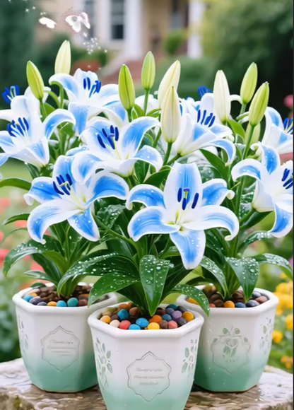 🌺Illatosított liliomhagymák – frissek és édesek