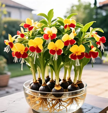 Phalaenopsis lámpás virághagymák