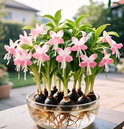 Phalaenopsis lámpás virághagymák