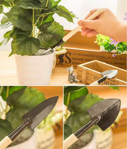 Dupla Rózsa Orchidea Hagymák – Tűrőképes és Illatos