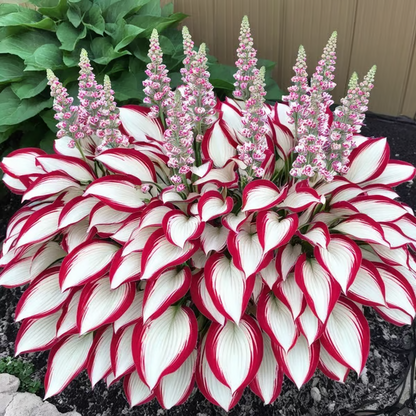 🔥Utolsó napi akció🔥Prémium minőségű, ritka hosta magok🌿Árnyéktűrő növény