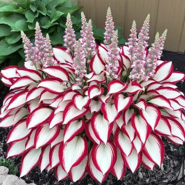 🔥🔥Az akció utolsó napja🔥Ritka prémium hosta magok🌿Árnyéktűrő növény
