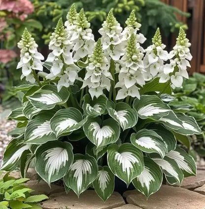 🔥🔥Az akció utolsó napja🔥Ritka prémium hosta magok🌿Árnyéktűrő növény