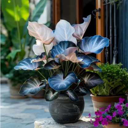 Ritka, óriási, magas hosta hagymák – toronymagas elegancia és árnyéktűrő szépség