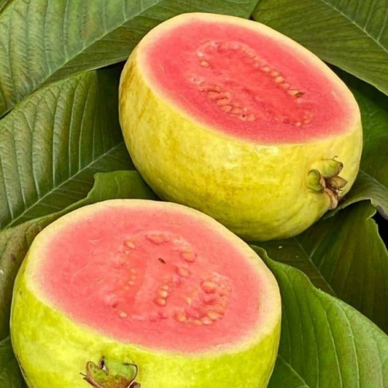 🔥Organikus rózsaszín guava magok | 🌿Gyors csírázásra előkészítve (99%-os csírázás)