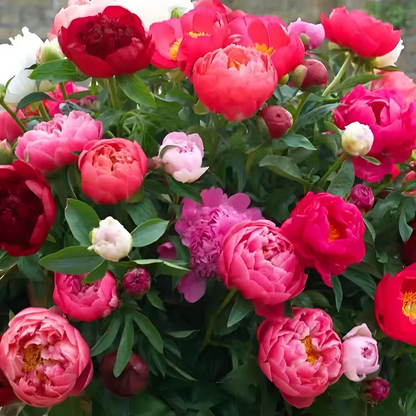 🌸 Duplán kúszó bazsarózsa, fagytűrő kerti évelő beltéri és kültéri szépségápolásra