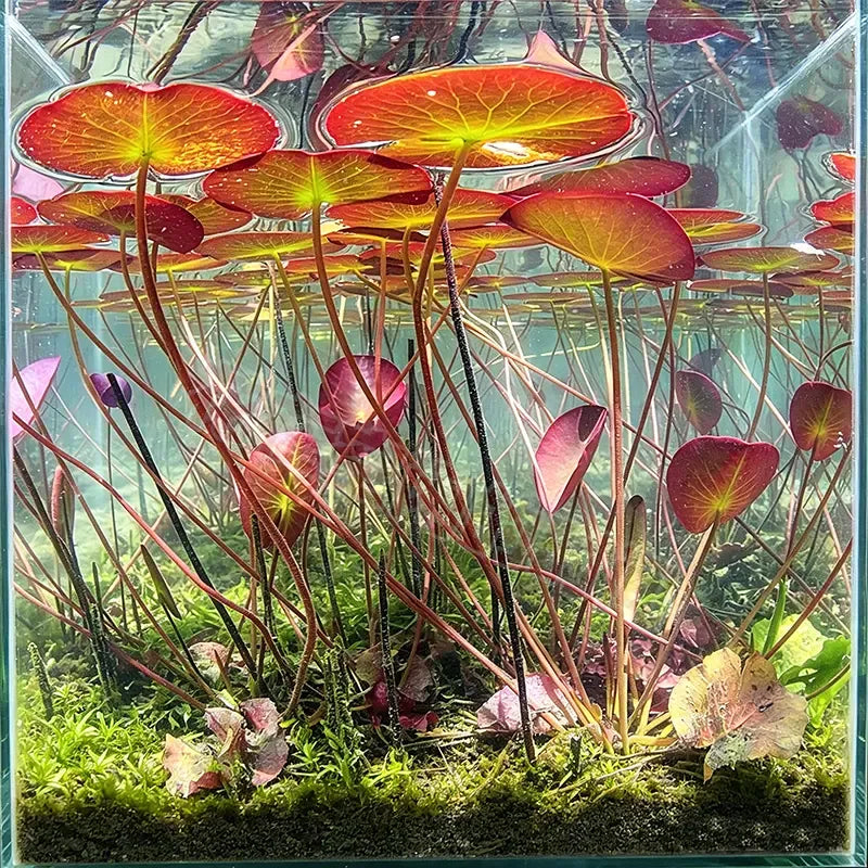 🐟Hidroponikus vörös lótuszgyökerek🌿 Változtasd akváriumodat élő kertté