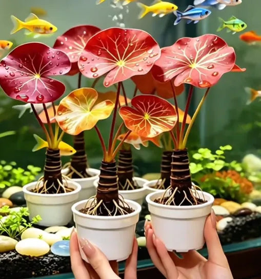 🐟Hidroponikus vörös lótuszgyökerek🌿 Változtasd akváriumodat élő kertté