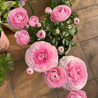 Boglárka hagymás virágai – finom, elegáns, felejthetetlen 🌸
