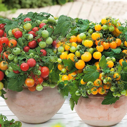 🍅🍅Nasiona pomidorów karłowych w doniczkach