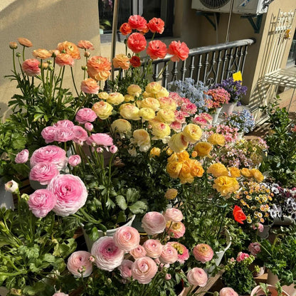 Boglárka hagymás virágai – finom, elegáns, felejthetetlen 🌸