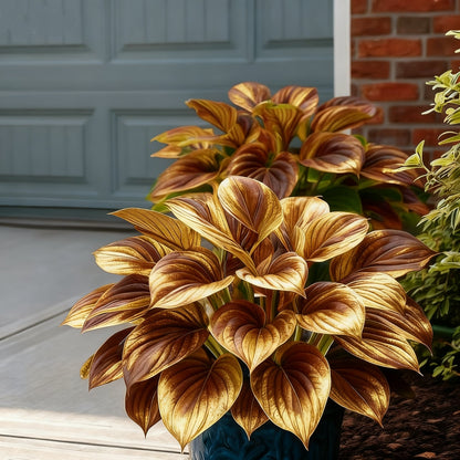 🌈🔥 Limitált kiadású Szivárványos Láng Hosták - Ritka Többszínű Lombozat, Kizárólag Üzletünkben 🌸