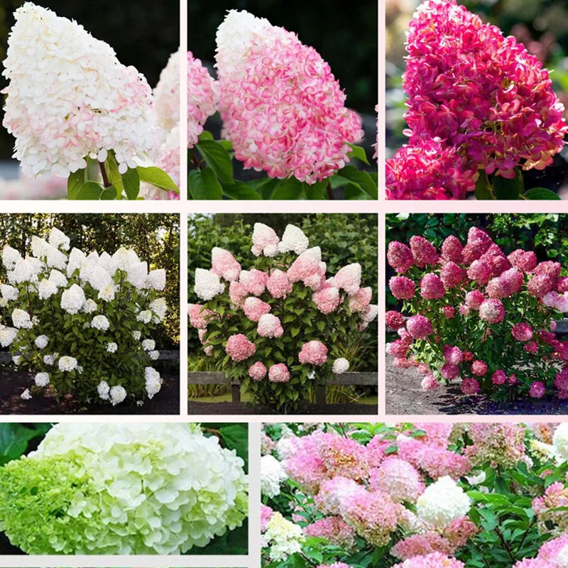 Négy évszakos eper hortenzia magok