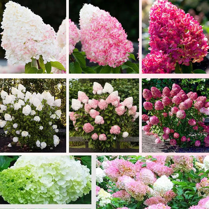 Négy évszakos eper hortenzia magok