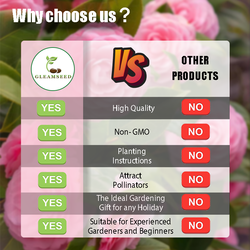 ✨Kamélia virágmagok – 8 romantikus szín, a téli virágzás szépsége