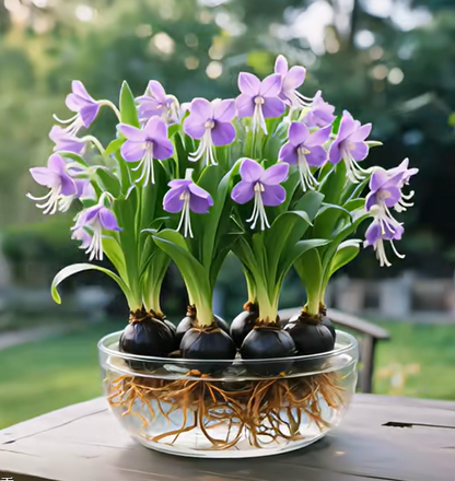 Phalaenopsis lámpás virághagymák