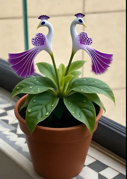 🌺 Páva orchidea magok