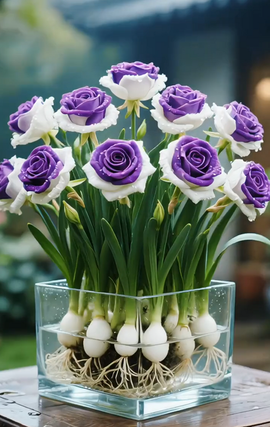 🌈Hidropónikus, ritka, kétszínű rózsahagymák: a természet színes csodája 🌹