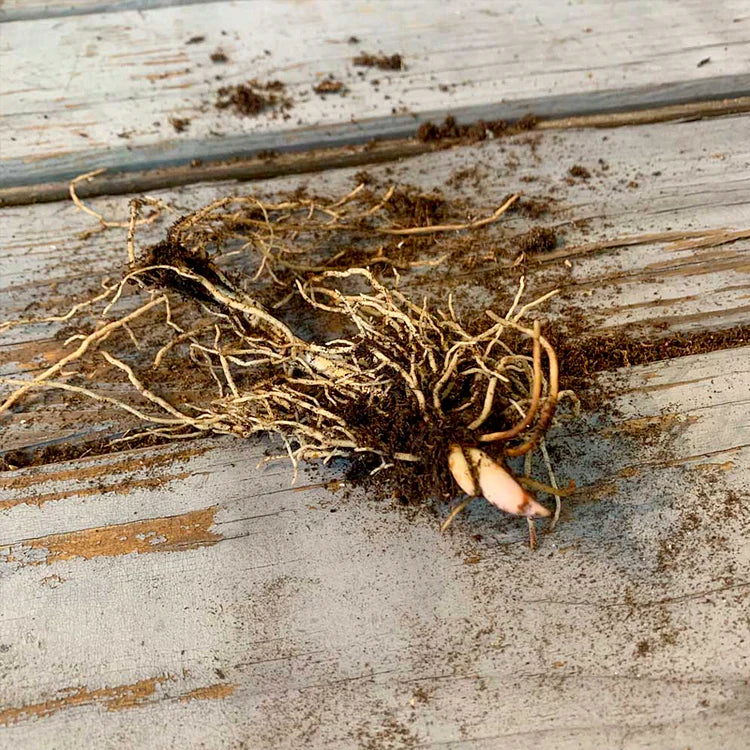 💐GYÖNGYLIMÓ – MEGÉRKEZIK A BOLDOGSÁG