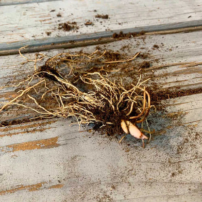 💐GYÖNGYLIMÓ – MEGÉRKEZIK A BOLDOGSÁG