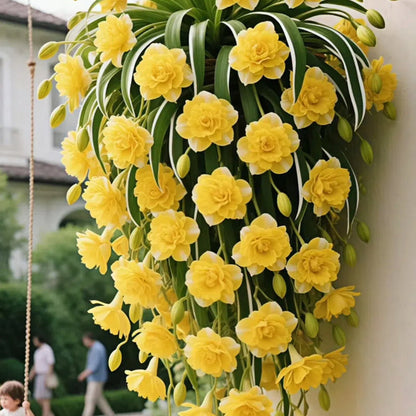 Grand Bloom póknövény magvak/hagymák 💐 A természet függő remekműve a színek és a kecsesség terén