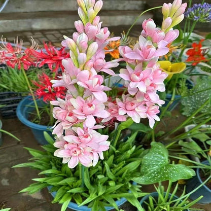 Dupla tubarózsa 🌸 - Nagy hagymás virág