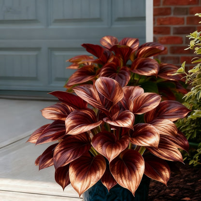 🌈🔥 Limitált kiadású Szivárványos Láng Hosták - Ritka Többszínű Lombozat, Kizárólag Üzletünkben 🌸