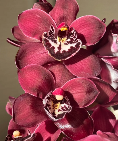 👑 Az orchideák királynője — Tartós Cymbidium hagymák