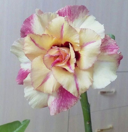 🔥Neveld a Sivatagi Királynőt – most akciós áron!🎁 😍Imád virágozni, hosszú virágzási időszak 🌵 Sivatagi rózsa